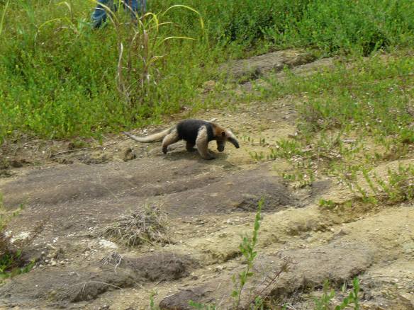 An anteater even tried to help us find fossils. He quickly headed back into the vegetation. Photo by Adiël Klompmaker.