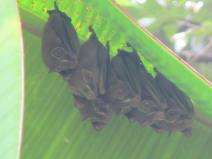Roosting fruit bats